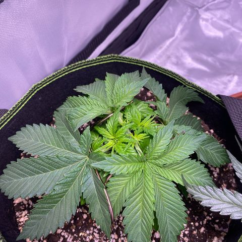 Bruce Banner growlog timeline photo