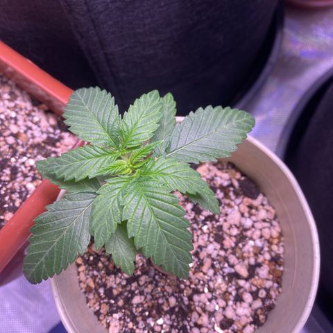 Blackberry Moonrocks growlog timeline photo