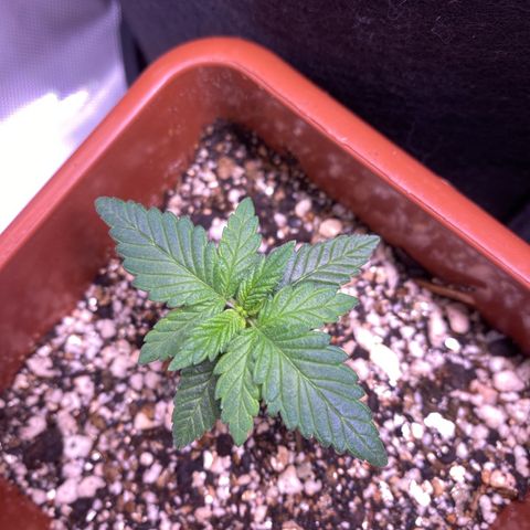 Bruce Banner growlog timeline photo