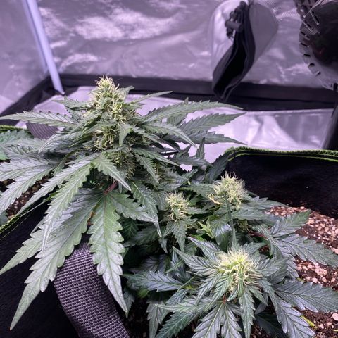 Lemon Pie Auto growlog timeline photo