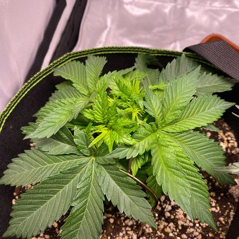 Bruce Banner growlog timeline photo