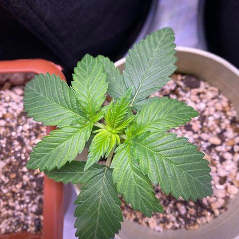 Blackberry Moonrocks growlog timeline photo