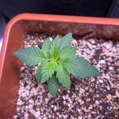 Bruce Banner growlog timeline photo