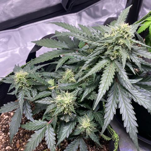 Lemon Pie Auto growlog timeline photo