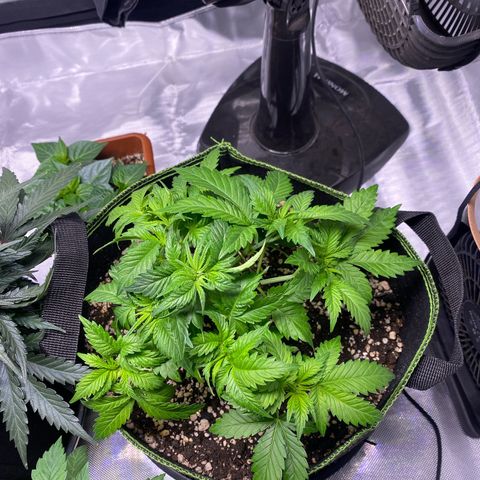 Bruce Banner growlog timeline photo