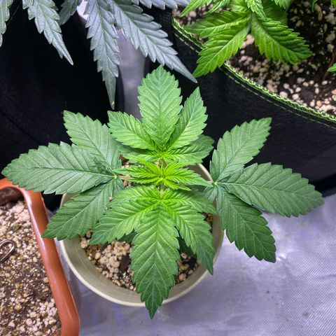 Blackberry Moonrocks growlog timeline photo