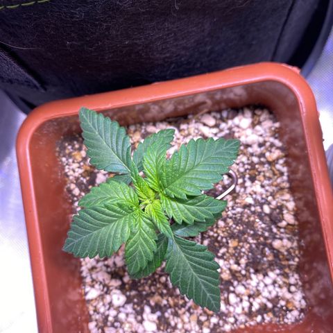 Bruce Banner growlog timeline photo