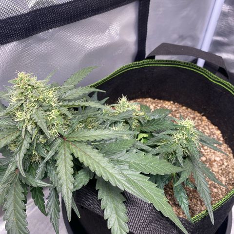 Lemon Pie Auto growlog timeline photo