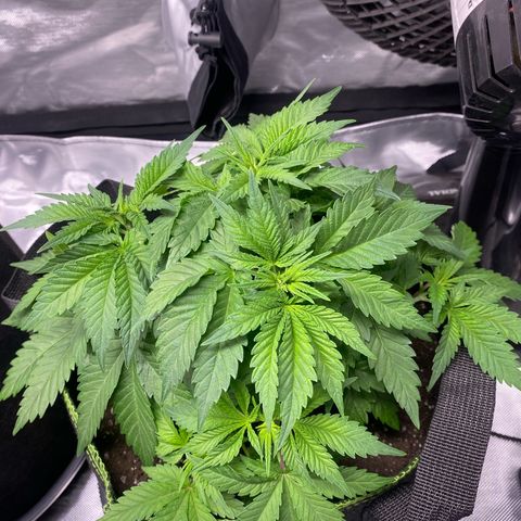 Bruce Banner growlog timeline photo
