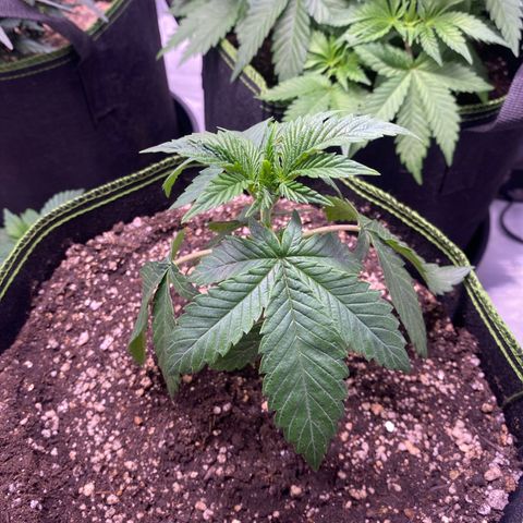 Blackberry Moonrocks growlog timeline photo
