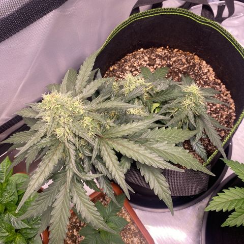 Lemon Pie Auto growlog timeline photo