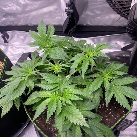Bruce Banner growlog timeline photo