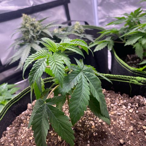 Blackberry Moonrocks growlog timeline photo