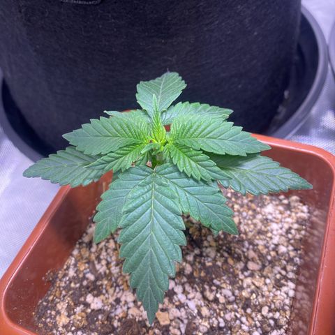 Bruce Banner growlog timeline photo