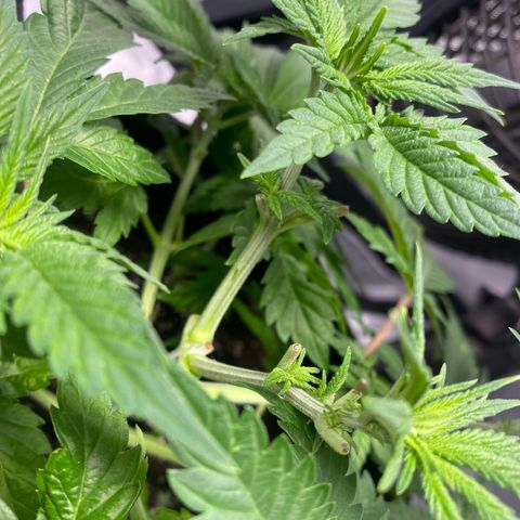 Bruce Banner growlog timeline photo