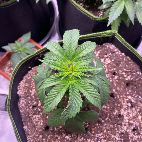 Blackberry Moonrocks growlog timeline photo