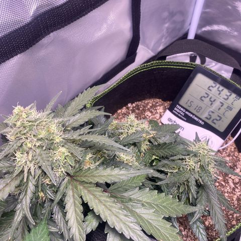 Lemon Pie Auto growlog timeline photo