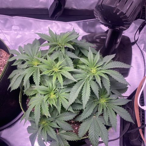 Bruce Banner growlog timeline photo