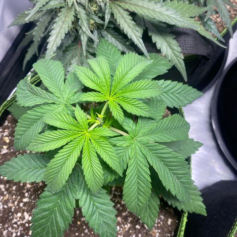 Blackberry Moonrocks growlog timeline photo