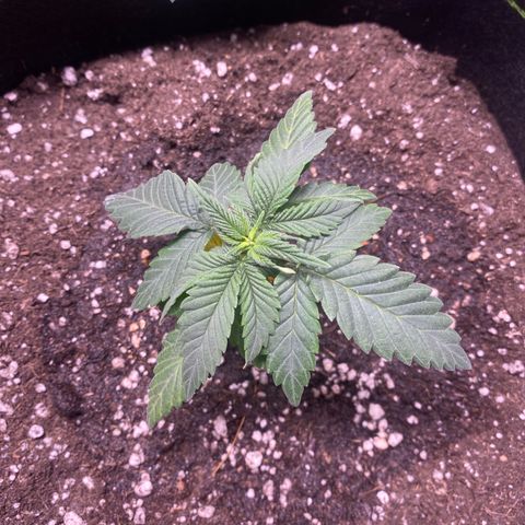 Bruce Banner growlog timeline photo