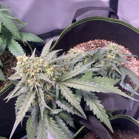 Lemon Pie Auto growlog timeline photo
