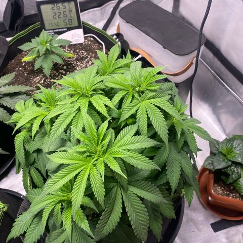 Bruce Banner growlog timeline photo