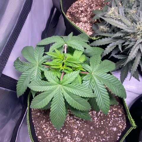 Blackberry Moonrocks growlog timeline photo