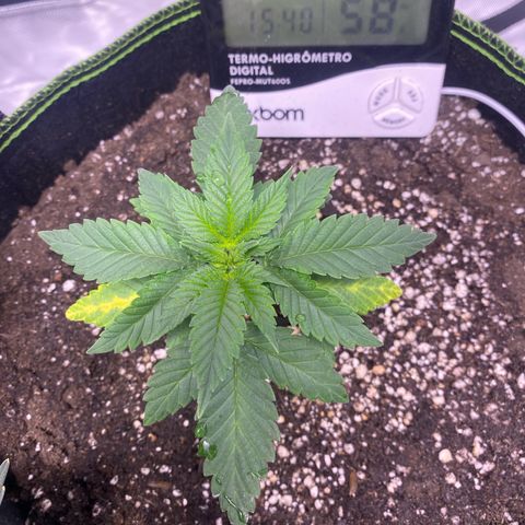 Bruce Banner growlog timeline photo