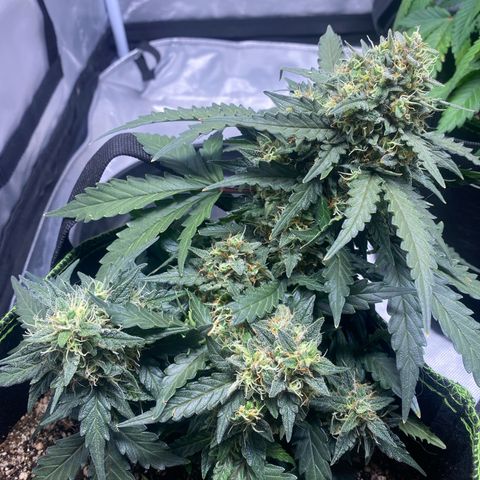 Lemon Pie Auto growlog timeline photo