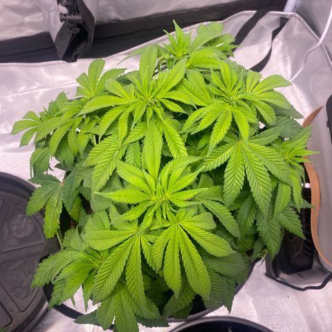 Bruce Banner growlog timeline photo
