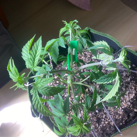 Blackberry Moonrocks growlog timeline photo