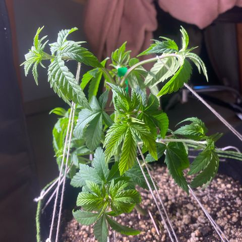 Blackberry Moonrocks growlog timeline photo