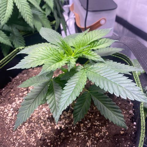Bruce Banner growlog timeline photo