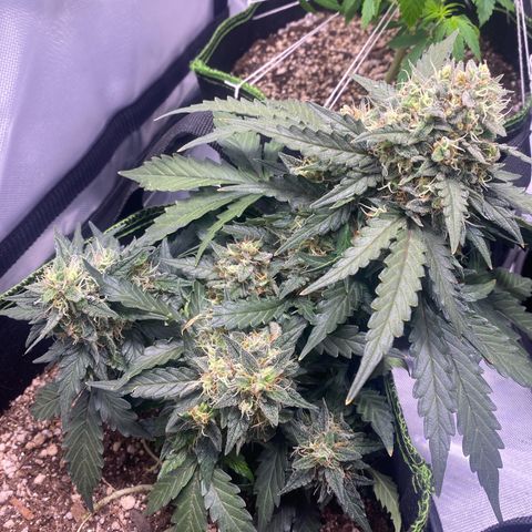Lemon Pie Auto growlog timeline photo
