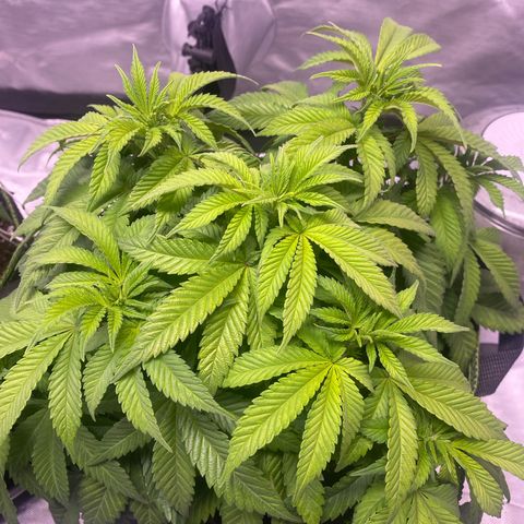 Bruce Banner growlog timeline photo
