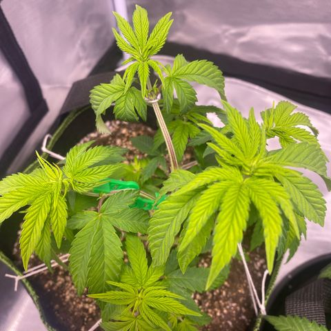 Blackberry Moonrocks growlog timeline photo