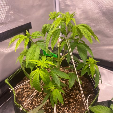 Blackberry Moonrocks growlog timeline photo