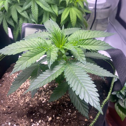 Bruce Banner growlog timeline photo