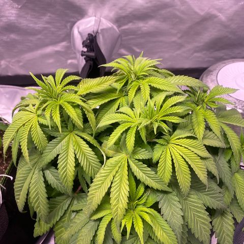 Bruce Banner growlog timeline photo