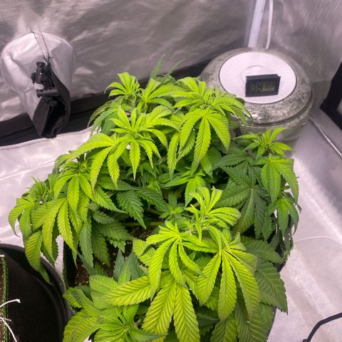 Bruce Banner growlog timeline photo