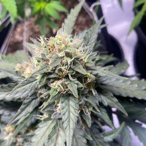 Lemon Pie Auto growlog timeline photo