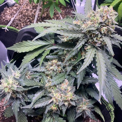Lemon Pie Auto growlog timeline photo