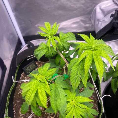 Blackberry Moonrocks growlog timeline photo