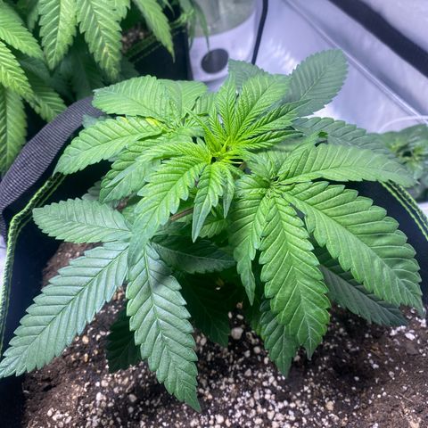 Bruce Banner growlog timeline photo