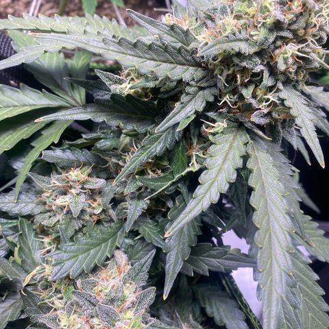 Lemon Pie Auto growlog timeline photo