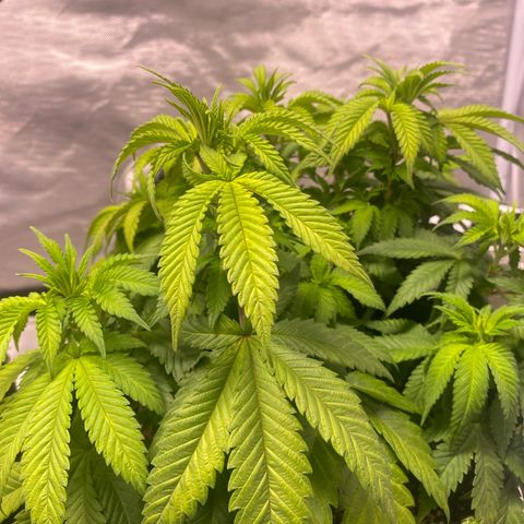 Bruce Banner growlog timeline photo
