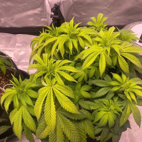 Bruce Banner growlog timeline photo