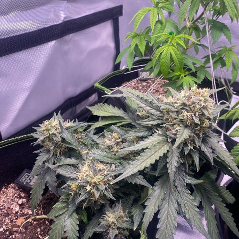 Lemon Pie Auto growlog timeline photo