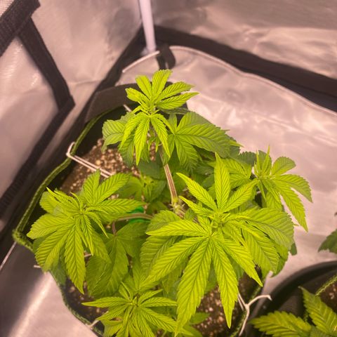 Blackberry Moonrocks growlog timeline photo