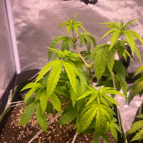 Blackberry Moonrocks growlog timeline photo